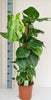 Monstera Mosstok 90cm. Everspring