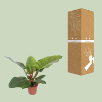 Philodendron Impérial Vert - Ø17cm - ↕60cm Everspring