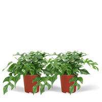 Monstera Minima - (Plante à trous) - 2 pièces - Ø15cm - ↕30cm Everspring