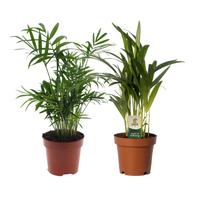 Dypsis lutescens/Chamadorea Duo - 2 pièces - Ø12cm - ↕40cm Everspring