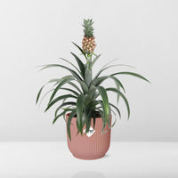 Ananas Mi Amigo + pot ELHO Vibes Fold 14 cm rose Everspring
