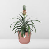Ananas Mi Amigo + pot ELHO Vibes Fold 14 cm rose Everspring