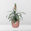 Ananas Mi Amigo + pot ELHO Vibes Fold 14 cm rose Everspring