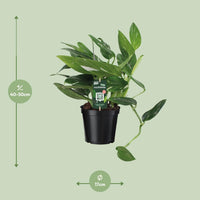 Orteil de Cobra Philodendron - Ø17cm - ↕50cm Everspring