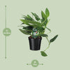 Orteil de Cobra Philodendron - Ø17cm - ↕50cm Everspring