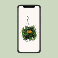 Parthenocissus Striatha suspendu - Ø15cm - ↕15cm Everspring