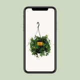 Parthenocissus Striatha suspendu - Ø15cm - ↕15cm Everspring