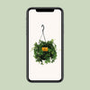 Parthenocissus Striatha suspendu - Ø15cm - ↕15cm Everspring