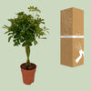 Schefflera Compacta - Ø19cm - ↕80cm Everspring