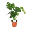Monstera Deliciosa - Ø17cm - ↕55cm Everspring