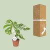 Monstera Deliciosa Variegata - Ø15cm - ↕45cm Everspring