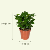 Boîte surprise - Ø12cm - ↕25cm - x8 Everspring