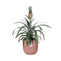 Ananas Mi Amigo + pot ELHO Vibes Fold 14 cm rose Everspring