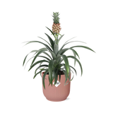 Ananas Mi Amigo + pot ELHO Vibes Fold 14 cm rose Everspring
