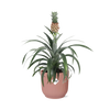 Ananas Mi Amigo + pot ELHO Vibes Fold 14 cm rose Everspring