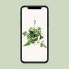 Scindapsus Pictus Trebie - Ø15cm - ↕25cm Everspring