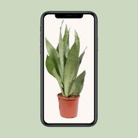 Sansevieria Moonshine - Ø17cm - ↕60cm Everspring