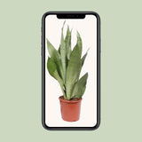 Sansevieria Moonshine - Ø17cm - ↕60cm Everspring