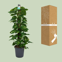 Scindapsus (Epipremnum) - Ø24cm - ↕120cm Everspring