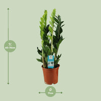 Zamioculcas Zamiifolia - Ø17cm - ↕65cm Everspring