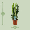 Zamioculcas Zamiifolia - Ø17cm - ↕65cm Everspring