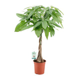 Pachira Aquatica - Ø19cm - ↕80cm Everspring