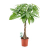 Pachira Aquatica - Ø19cm - ↕80cm Everspring