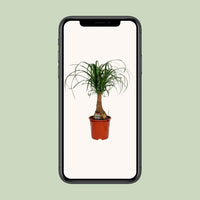 Beaucarnea Nolina - Ø19cm - ↕60cm Everspring