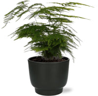 Asparagus Setaceus - Ø12cm - ↕35cm + Pot Potenza D13x11cm - Noir Everspring