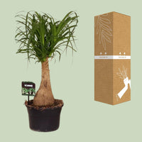 Beaucarnea Nolina - Ø19 ↕60 Everspring