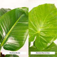 Strelitzia Nicolai - Ø19cm - ↕85cm + Alocasia Macrorrhiza - Ø19cm - ↕70cm Everspring