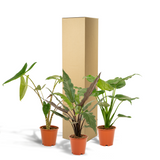 Alocasia Zebrina - Ø19cm - ↕75cm + Alocasia Cucullata - Ø19cm - ↕60cm + Alocasia Lauterbachiana - Ø19cm - ↕75cm Everspring