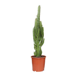 Euphorbia Trigona - Ø17cm - ↕70cm Everspring