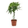 Pachira Aquatica - Ø21cm - ↕90cm Everspring