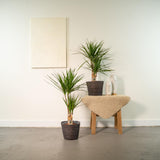 2x Dracaena - ↨90cm - Ø17cm Everspring