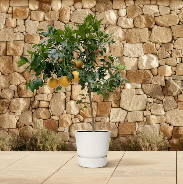 Citrus Pompelmo - 150 cm - ø40 Everspring