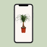 Beaucarnea Nolina - Ø19cm - ↕60cm Everspring