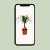 Beaucarnea Nolina - Ø19cm - ↕60cm Everspring