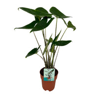 Alocasia Zebrina - Oreille d'éléphant - Ø19cm - ↕75cm Everspring