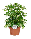 Schefflera Gerda - Ø21cm - ↕55cm Everspring