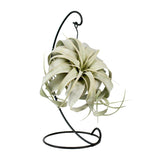 Tillandsia King Xéro - Ø12cm - ↕23cm Everspring