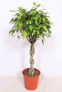 Ficus Exotica - Ø30cm - ↕120cm Everspring