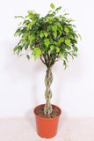 Ficus Exotica - Ø30cm - ↕120cm Everspring