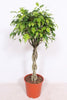 Ficus Exotica - Ø30cm - ↕120cm Everspring