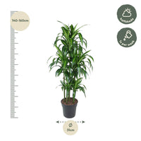 Carrousel Dracaena Hawaiiana - 150 cm - ø31 Everspring