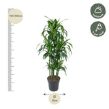 Carrousel Dracaena Hawaiiana - 150 cm - ø31 Everspring