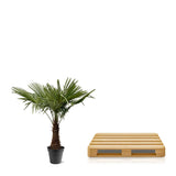 Trachycarpus Fortuneii - 220 - 240cm - Ø45 Everspring