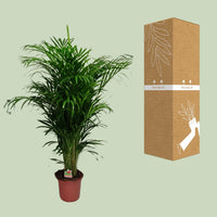Dypsis Lutescens - Ø24cm - ↕125cm Everspring