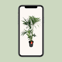 Howea Forsteriana - Ø24cm - ↕130cm Everspring