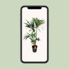 Howea Forsteriana - Ø24cm - ↕130cm Everspring